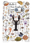 Shells Of New England Coast Puzzle