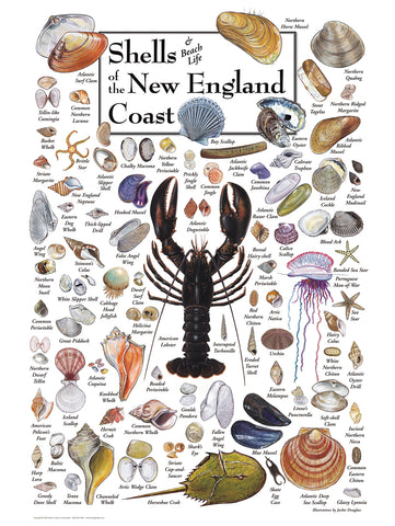 Shells Of New England Coast Puzzle