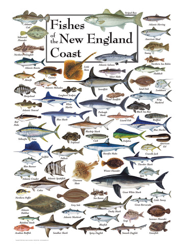 Fishes of New England Coast Puzzle