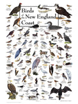 Birds of New England Coast Puzzle